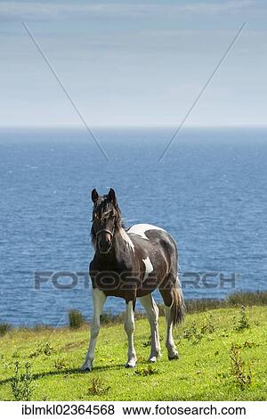 "Horse standing in a meadow in front of the North Sea, Scotland, United Kingdom, Europe" View Large Photo Image Stock Photo - "Horse standing in a meadow in front of the North Sea, Scotland, United Kingdom, Europe". Fotosearch