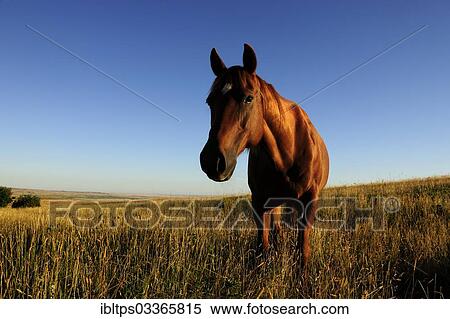 "Horse standing in the morning sun in the grass on the prairie, Saskatchewan Province, Canada, North America" View Large Photo Image Stock Photography - "Horse standing in the morning sun in the grass on the prairie, Saskatchewan Province, Canada, North America". Fotosearch