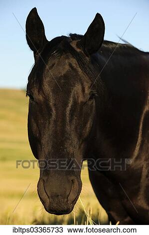 "Horse standing in the morning sun on the prairie, portrait, Saskatchewan Province, Canada, North America" View Large Photo Image Stock Image - "Horse standing in the morning sun on the prairie, portrait, Saskatchewan Province, Canada, North America". Fotosearch