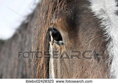 Stock Image - "Horse, Tinker, Irish Cob, Irish breed, detail view of the eye, Kleinbottwar, Baden-Wuerttemberg, Germany, Europe". Fotosearch