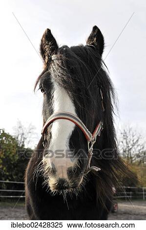 "Horse, Tinker, Irish Cob, Irish breed, portrait, Kleinbottwar, Baden-Wuerttemberg, Germany, Europe" View Large Photo Image Stock Photography - "Horse, Tinker, Irish Cob, Irish breed, portrait, Kleinbottwar, Baden-Wuerttemberg, Germany, Europe". Fotosearch