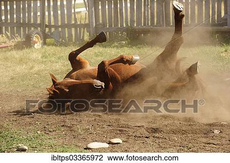 "Horse wallowing on the ground in a paddock and whirling up dust in the prairie, Saskatchewan Province, Canada, North America" View Large Photo Image Stock Image - "Horse wallowing on the ground in a paddock and whirling up dust in the prairie, Saskatchewan Province, Canada, North America". Fotosearch