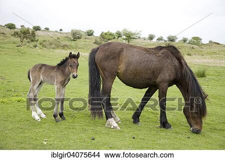 "Horse with foal, Bodmin Moor, England, United Kingdom, Europe" View Large Photo Image Picture - "Horse with foal, Bodmin Moor, England, United Kingdom, Europe". Fotosearch
