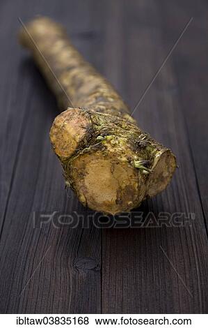 "Horseradish, organic produce" View Large Photo Image Stock Photo - "Horseradish, organic produce". Fotosearch