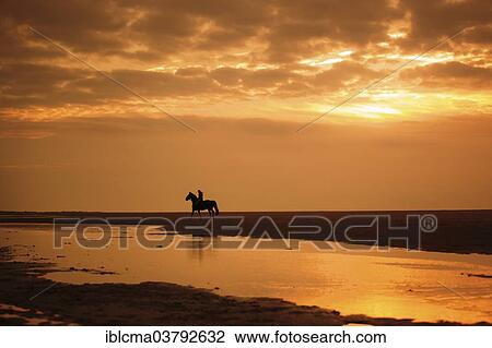 "Horserider at sunset on the beach of Borkum, Lower Saxony, Germany, Europe" View Large Photo Image Stock Image - "Horserider at sunset on the beach of Borkum, Lower Saxony, Germany, Europe". Fotosearch