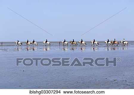 "Horseriding in the mudflats, Duhnen, Cuxhaven, Lower Saxony, Germany, Europe" View Large Photo Image Picture - "Horseriding in the mudflats, Duhnen, Cuxhaven, Lower Saxony, Germany, Europe". Fotosearch