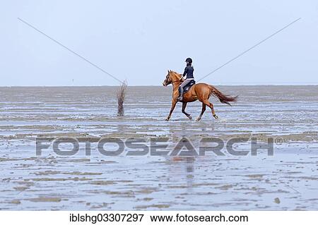 Stock Photo - "Horseriding in the mudflats, Duhnen, Cuxhaven, Lower Saxony, Germany, Europe". Fotosearch