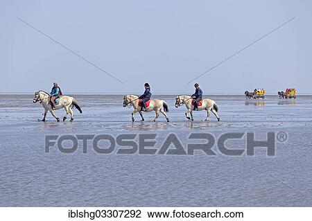 "Horseriding in the mudflats, two horse-drawn carriages at the rear, Duhnen, Cuxhaven, Lower Saxony, Germany, Europe" View Large Photo Image Stock Image - "Horseriding in the mudflats, two horse-drawn carriages at the rear, Duhnen, Cuxhaven, Lower Saxony, Germany, Europe". Fotosearch
