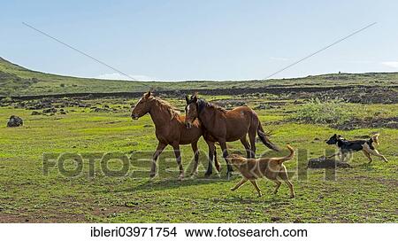 "Horses and dogs, Easter Island, Chile, South America" View Large Photo Image Picture - "Horses and dogs, Easter Island, Chile, South America". Fotosearch