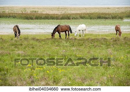"Horses (Equus) on a pasture, Lake Neusiedl, Burgenland, Austria, Europe" View Large Photo Image Stock Image - "Horses (Equus) on a pasture, Lake Neusiedl, Burgenland, Austria, Europe". Fotosearch