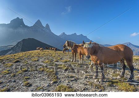 "Horses in front of the Aiguilles d'Arves, Ecrins, Delfinato Alps, Savoie, France, Europe" View Large Photo Image Stock Image - "Horses in front of the Aiguilles d'Arves, Ecrins, Delfinato Alps, Savoie, France, Europe". Fotosearch