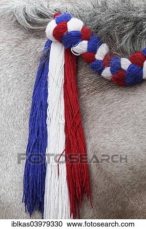 "Horse's mane decorated with a plait in the Dutch national colours, Veere, Walcheren peninsula, province of Zeeland, The Netherlands, Europe" View Large Photo Image Stock Image - "Horse's mane decorated with a plait in the Dutch national colours, Veere, Walcheren peninsula, province of Zeeland, The Netherlands, Europe". Fotosearch