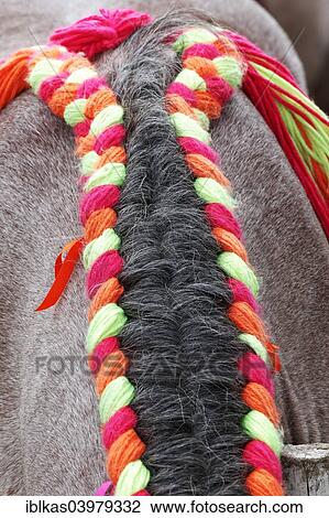 "Horse's mane decorated with a woollen plait, Veere, Walcheren peninsula, province of Zeeland, The Netherlands, Europe" View Large Photo Image Stock Image - "Horse's mane decorated with a woollen plait, Veere, Walcheren peninsula, province of Zeeland, The Netherlands, Europe". Fotosearch