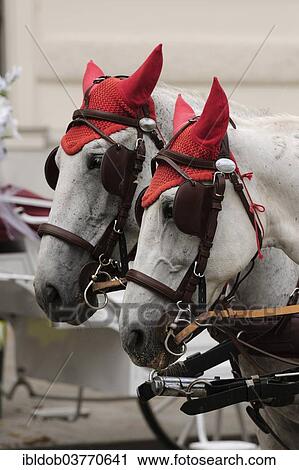 "Horses of a horse-drawn carriage, Vienna, Austria, Europe" View Large Photo Image Stock Image - "Horses of a horse-drawn carriage, Vienna, Austria, Europe". Fotosearch