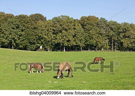 "Horses on a pasture in Binz, Rugen, Mecklenburg-Western Pomerania, Germany, Europe" View Large Photo Image Picture - "Horses on a pasture in Binz, Rugen, Mecklenburg-Western Pomerania, Germany, Europe". Fotosearch