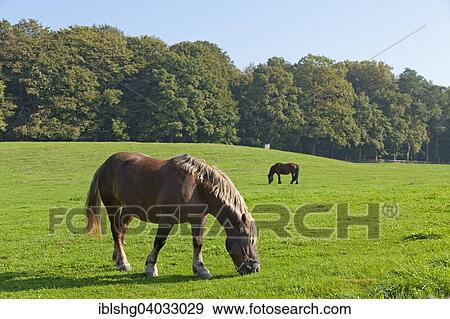 Stock Photo - "Horses on a pasture, near Binz, Rugen, Mecklenburg-Western Pomerania, Germany, Europe". Fotosearch