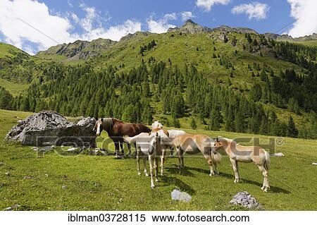 "Horses on Ingridalm mountain pasture, Carnic Alps, Lesachtal, Bezirk Hermagor, Karnten, Italy, Europe" View Large Photo Image Stock Photography - "Horses on Ingridalm mountain pasture, Carnic Alps, Lesachtal, Bezirk Hermagor, Karnten, Italy, Europe". Fotosearch
