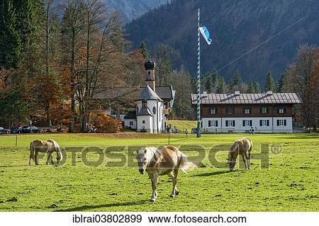 Stock Photo - "Horses on the pasture, Altes Bad with chapel of the Holy Cross, Wildbad Kreuth, Upper Bavaria, Bavaria, Germany, Europe". Fotosearch