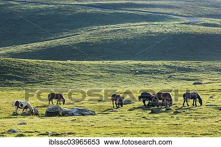 Stock Image - "Horses on the Pla de Beret plateau, Val d'Aran, Aran Valley, Pyrenees, Catalonia, Spain, Europe". Fotosearch