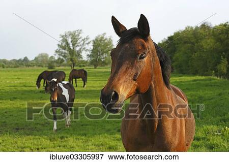 "Horses standing on a pasture in the evening light, Germany, Europe" View Large Photo Image Stock Photo - "Horses standing on a pasture in the evening light, Germany, Europe". Fotosearch