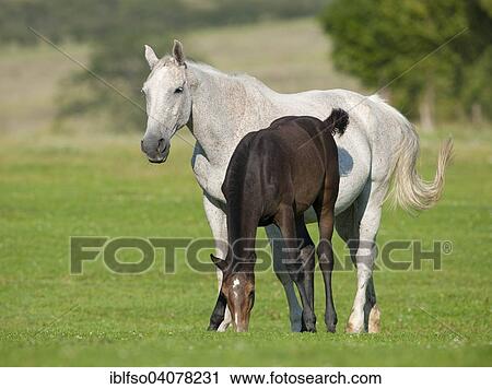 "Horses, white mare and a foal with a dark coat, Thuringia, Germany, Europe" View Large Photo Image Stock Image - "Horses, white mare and a foal with a dark coat, Thuringia, Germany, Europe". Fotosearch