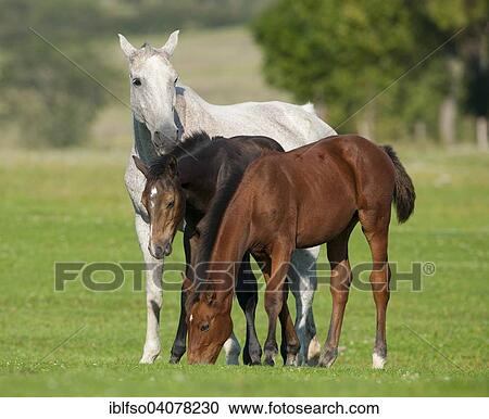Stock Image - "Horses, white mare and two foales with dark coats, Thuringia, Germany, Europe". Fotosearch