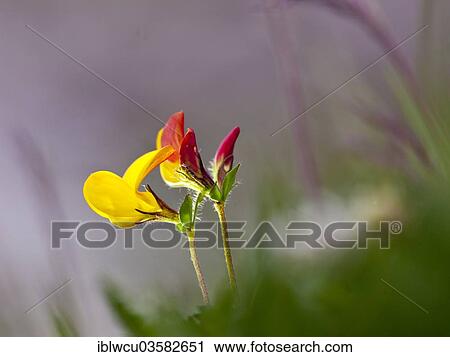 "Horseshoe Vetch (Hippocrepis sp. ), Dolomites, South Tyrol, Italy, Europe" View Large Photo Image Stock Image - "Horseshoe Vetch (Hippocrepis sp. ), Dolomites, South Tyrol, Italy, Europe". Fotosearch