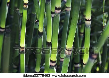 Stock Image - Horsetail (Equisetum sp. ). Fotosearch
