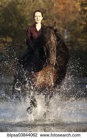"Horsewoman riding a black Friesian horse, trotting through the water, Northern Tyrol, Austria, Europe" View Large Photo Image Stock Image - "Horsewoman riding a black Friesian horse, trotting through the water, Northern Tyrol, Austria, Europe". Fotosearch