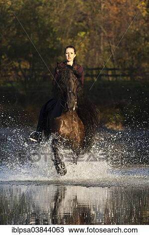 "Horsewoman riding a black Friesian horse, trotting through the water, Northern Tyrol, Austria, Europe" View Large Photo Image Stock Image - "Horsewoman riding a black Friesian horse, trotting through the water, Northern Tyrol, Austria, Europe". Fotosearch