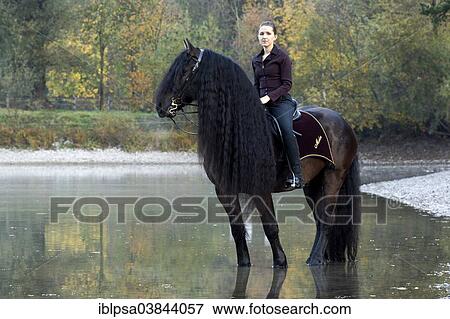 "Horsewoman riding a black Friesian horse with a long crest, standing on the lakeshore in autumn, Northern Tyrol, Austria, Europe" View Large Photo Image Stock Photo - "Horsewoman riding a black Friesian horse with a long crest, standing on the lakeshore in autumn, Northern Tyrol, Austria, Europe". Fotosearch
