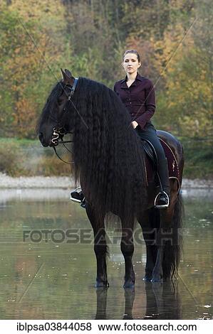 "Horsewoman riding a black Friesian horse with a long crest, standing on the lakeshore in autumn, Northern Tyrol, Austria, Europe" View Large Photo Image Stock Photo - "Horsewoman riding a black Friesian horse with a long crest, standing on the lakeshore in autumn, Northern Tyrol, Austria, Europe". Fotosearch