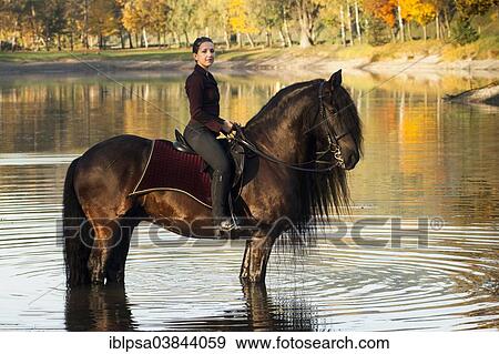 "Horsewoman riding a black Friesian horse with a long crest, standing on the lakeshore in autumn, Northern Tyrol, Austria, Europe" View Large Photo Image Stock Photo - "Horsewoman riding a black Friesian horse with a long crest, standing on the lakeshore in autumn, Northern Tyrol, Austria, Europe". Fotosearch