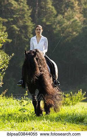 Stock Photography - "Horsewoman riding a black Friesian horse with a long crest, at a walk in the field, Northern Tyrol, Austria, Europe". Fotosearch