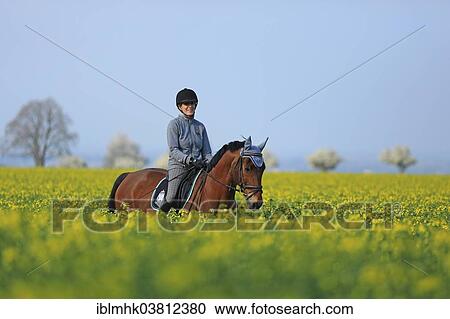 Stock Image - "Horsewoman riding a warmblooded horse on a rape field, Ense, North Rhine-Westphalia, Germany, Europe". Fotosearch