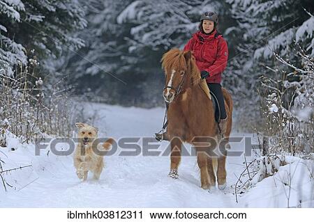 Stock Image - "Horsewoman riding an Icelandic horse in the snow, a dog running next to her, Hagen, North Rhine-Westphalia, Germany, Europe". Fotosearch
