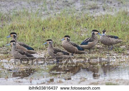 "Hottentot Teals (Anas hottentota), Liuwa Plain National Park, Northwestern Province, Zambia, Africa" View Large Photo Image Stock Photo - "Hottentot Teals (Anas hottentota), Liuwa Plain National Park, Northwestern Province, Zambia, Africa". Fotosearch