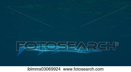 "Houndfish (Tylosurus crocodilus crocodilus), Balnek, Palawan, Busuanga Island, Calamian Islands, Palawan, Mimaropa, Philippines, Asia" View Large Photo Image Picture - "Houndfish (Tylosurus crocodilus crocodilus), Balnek, Palawan, Busuanga Island, Calamian Islands, Palawan, Mimaropa, Philippines, Asia". Fotosearch