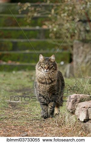"House Cat, Germany, Europe" View Large Photo Image Stock Photography - "House Cat, Germany, Europe". Fotosearch