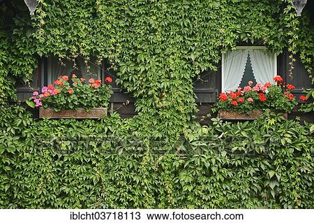 Stock Image - "House facade with windows encircled by Virginia Creeper or Five-leaved Ivy (Parthenocissus quinquefolia), Klais, Werdenfelser Land, Upper Bavaria, Bavaria, Germany, Europe". Fotosearch
