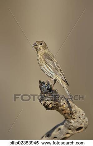 "House Finch (Carpodacus mexicanus), adult female, perched on cactus skeleton, Arizona, United States, North America" View Large Photo Image Stock Photography - "House Finch (Carpodacus mexicanus), adult female, perched on cactus skeleton, Arizona, United States, North America". Fotosearch