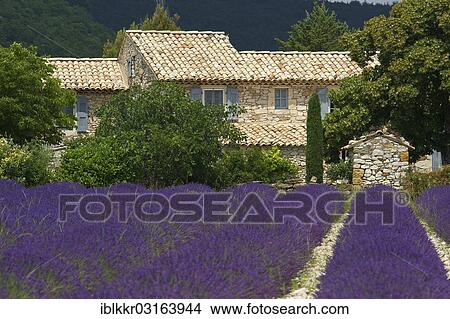 "House in a lavender field, Banon, Provence, Region Provence-Alpes-Cote d? ÇÖAzur, France, Europe" View Large Photo Image Picture - "House in a lavender field, Banon, Provence, Region Provence-Alpes-Cote d? ÇÖAzur, France, Europe". Fotosearch