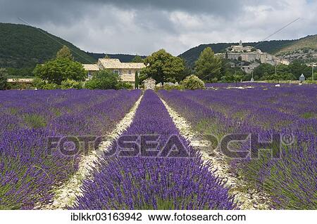 Stock Image - "House in a lavender field, Banon, Provence, Region Provence-Alpes-Cote d? ÇÖAzur, France, Europe". Fotosearch