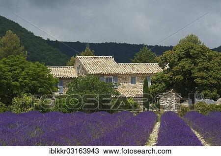 "House in a lavender field, Banon, Provence, Region Provence-Alpes-Cote d? ÇÖAzur, France, Europe" View Large Photo Image Stock Image - "House in a lavender field, Banon, Provence, Region Provence-Alpes-Cote d? ÇÖAzur, France, Europe". Fotosearch