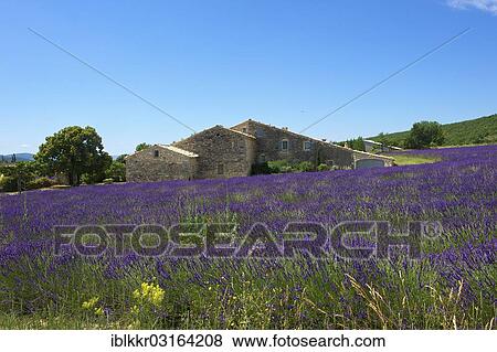 "House in a lavender field, Banon, Provence, Region Provence-Alpes-Cote d? ÇÖAzur, France, Europe" View Large Photo Image Stock Photo - "House in a lavender field, Banon, Provence, Region Provence-Alpes-Cote d? ÇÖAzur, France, Europe". Fotosearch
