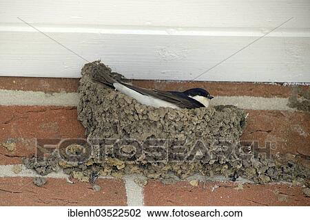Stock Image - "House Martin (Delichon urbicum) on the nest, Meppen, Emsland, Lower Saxony, Germany, Europe". Fotosearch