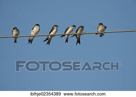 "House Martins (Delichon urbicum) on a wire, Lesbos, Greece, Europe" View Large Photo Image Stock Photo - "House Martins (Delichon urbicum) on a wire, Lesbos, Greece, Europe". Fotosearch