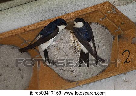 "House Martins (Delichon urbicum), pair outside a nest box, Erfurt, Thuringia, Germany, Europe" View Large Photo Image Stock Photo - "House Martins (Delichon urbicum), pair outside a nest box, Erfurt, Thuringia, Germany, Europe". Fotosearch