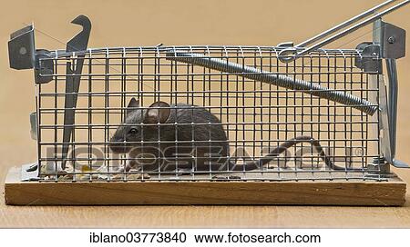 "House Mouse (Mus musculus), Tyrol, Austria, Europe" View Large Photo Image Stock Image - "House Mouse (Mus musculus), Tyrol, Austria, Europe". Fotosearch