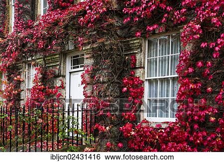 "House overgrown with red foliage in Bath, Somerset, England, United Kingdom, Europe" View Large Photo Image Stock Photograph - "House overgrown with red foliage in Bath, Somerset, England, United Kingdom, Europe". Fotosearch
